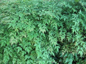 Nandina domestica 'Compacta' - foliage